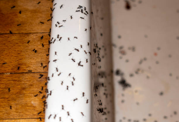 Best Wasp Removal Services  in Gman, IL